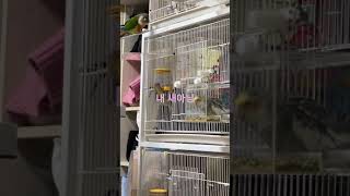 조용할 날이 없는 서하네 앵무새 하우스