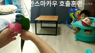 한스마카우 앵무새 호출훈련 1단계 hahnsmacaw parrot calling training level 1