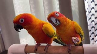 제목 추천 좀! 앵무새랑 이야기하면서 호두까먹는 영상