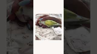 일찍 못일어나는 새는 #shorts