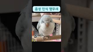음성인식 앵무새️ #앵무새애기짓#퀘이커애기짓