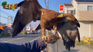 여기선 독수리를 분양하네요ㅋㅋㅋㅋ 매사냥 달인들의 성지…