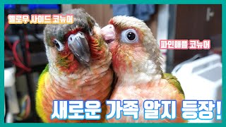 코뉴어가 외로울땐 묻고 더블로 가!