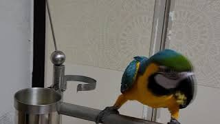 부먹 놉! 찍먹 예~~ 청금강 망고 먹방!