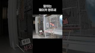 말하는 퀘이커 앵무새 부리 