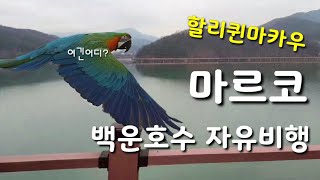 태어나서 처음으로 물위에서의 비행을 한 마르코 / 예쁜카페가있는 백운호수에서