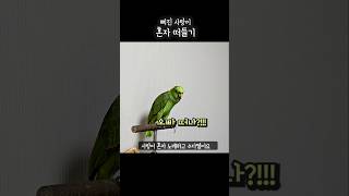 오빠때문에 나 삐졌어 아우 오빠미웡!! #아랑이 #pa…