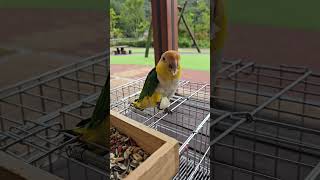 배를 처음 먹어보는 카이큐 앵무새!