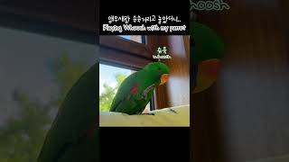 [지구] 앵무새랑 슉슉거리고 놀았더니 생긴 일 / Playing Whoosh with my parrot / Talking parrot