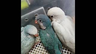 #앵무새 #루티노퀘이커 #블루퀘이커앵무새분양 010 2…