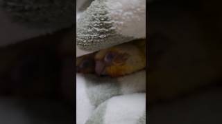 담요에서 놀다 덮어버리면 무슨일이 생길까?? ♡!!  …