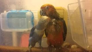 모란앵무 미용사