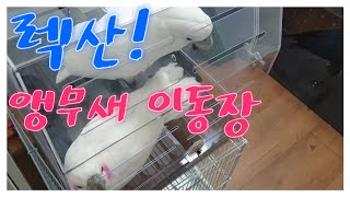 렉산 이동장이 도착했습니다. 앵무새 이동장!