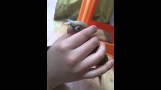 파인애플 코뉴어 만질만질