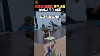 경쟁 붙였더니... 앵무새의 예상치 못한 행동 #앵무새 #동물