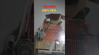 오늘 조용한 앵무새5형제 #shortvideo #sho…