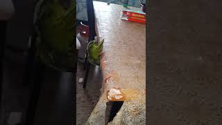 Sammy the red belly macaw