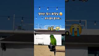아기처럼 우는 앵무새‼️ #말하는앵무새 #한스마카우
