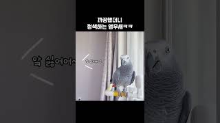 까꿍했더니 정색하는 앵무새ㅋㅋ | My Parrot G…