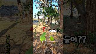 알아듣냐고!!쨉~날리는 쪼꼬미 앵무새 #한스마카우 #아…