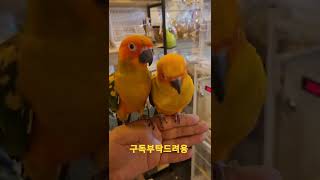 썬코뉴어앵무새 #shorts