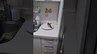 앵무새가 샤와한다!  귀여워!