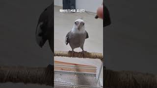 태백에서 앵무새 교육하는 방법 특(해바라기씨 최고)#반려동물 #앵무새