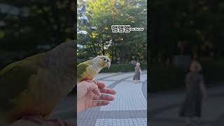 매미한테 인사하는 순이 #앵무새 #코뉴어 #매미소리