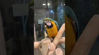 청금강 사랑이 바나나먹방 [Banana Mukbang]