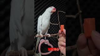 섹시푸드~당근#목도리앵무새#앵무새#parrot#먹방#간…