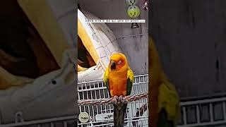 #shorts 하품하는 썬코뉴어 앵무새 