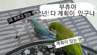 퀘이커앵무새Quaker Parrot 순도리♡부츄 (부츄…