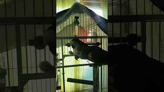 아마존 앵무새 새장에 넣기 #아마존앵무새 #아마존 #b…