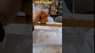내친구 썬코뉴어앵무새 #shorts