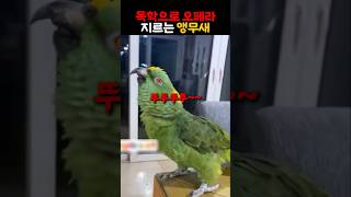독학으로 오페라 배웠다는 앵무새 ㅋㅋㅋ #동물