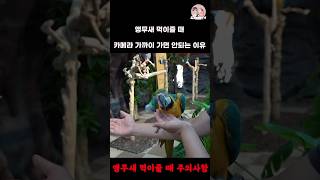 앵무새 먹이줄 때 카메라를 가까이 대면 안되는 이유