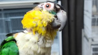 머머리다 머머리.. 검은머리카이큐 누리