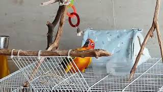 썬코뉴어 20210815 장난감2