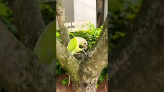 코코의 산책♡#초속 30만 킬로미터#코뉴어 앵무새#코코