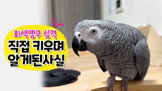 회색앵무의 성격  직접 키우며 알게 된 사실들‼️ 회색앵무 잠바