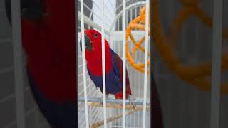 속리산 테마파크 식물원-예쁜 새들    