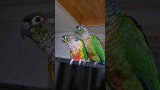 코뉴어 앵무새#하랑이♡하봉이