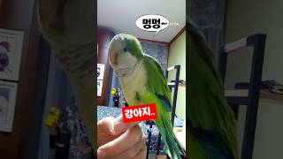 사이가 좋은 집사와 앵무새 #shorts