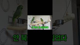 아리  카이  성향 차이 확나네요 #말하는 #아마존  #앵무새 #아리 #카이  #parrot #birds #반려동물 #pets #사투리