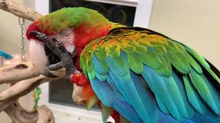 WILL MY NEW PARROT EVER LIKE ME? 2 1/2 WEEKS and The Macaw is in love. Patience, Training & Time.