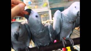 앵무새/대형앵무/회색앵무