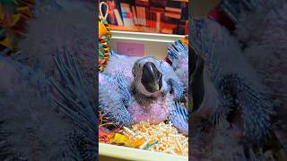 아기 청금강 앵무새예요. #birdslover #parrot #pets #birds #cute #animals #사계절앵무새 #앵무새성장 #앵무새분양