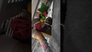 [퀘이커 앵무] 번식기 행동(?) | 좁고 어두운 곳만 | 다소 공격적 #parrot #quakerparrot #벌써 #까꿍이