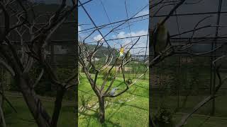 앵무새들과 아마조나