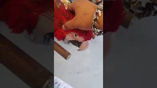 머리긁어줘서 기분좋은 홍금강앵무새